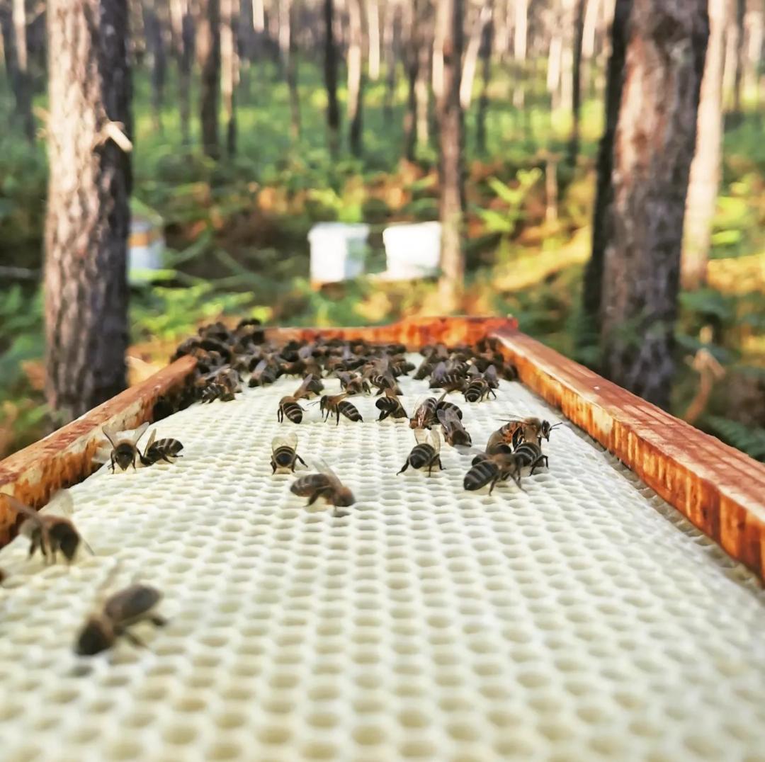 Notre vision de l&rsquo;apiculture